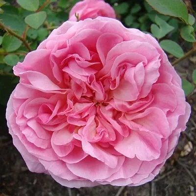 Саженцы роз ХАЙДИ ХОЛЛ английская  Саженцы роз ХАЙДИ ХОЛЛ английская в Пскове