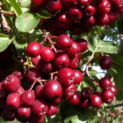 Рябина ГРАНАТНАЯ сладкоплодная — описание сорта Рябина ГРАНАТНАЯ сладкоплодная в Пскове