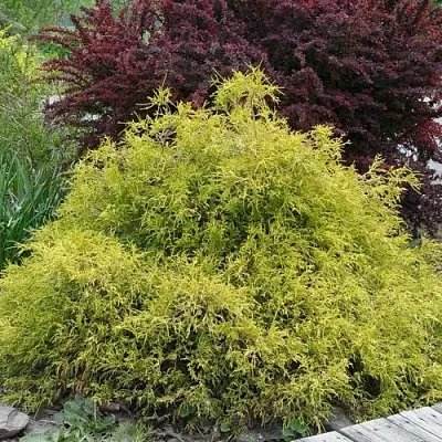 Кипарисовик ГОЛДЕН МОП горохоплодный в Пскове