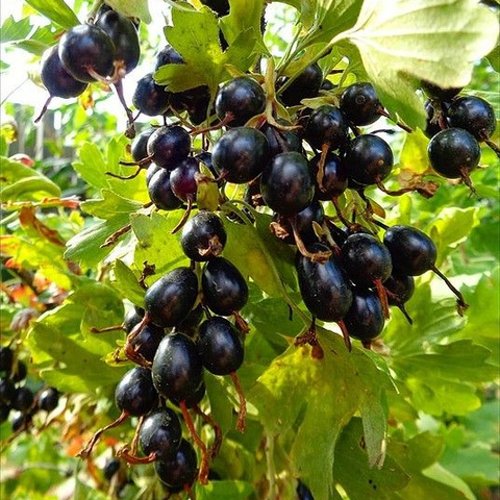 Смородина золотистая ОВАЛЬНАЯ в Пскове