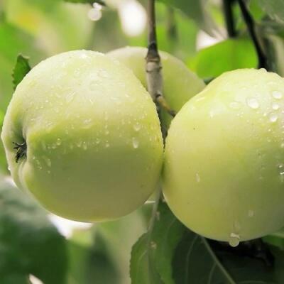 Саженцы яблони оптом в Пскове