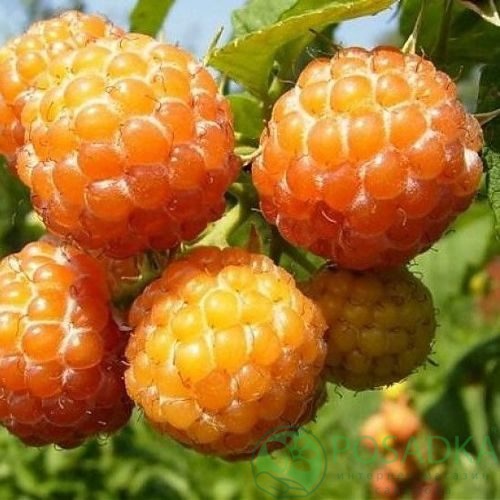Малина КУМБЕРЛЕНД желтая в Пскове