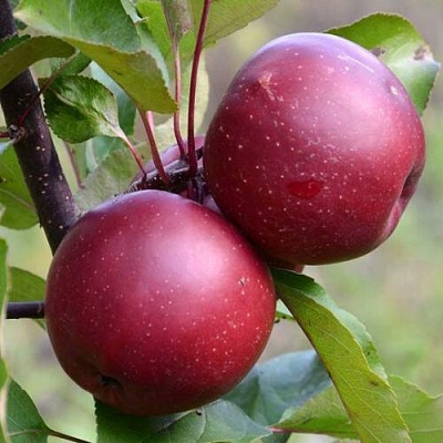 Яблоня красномясая в Пскове