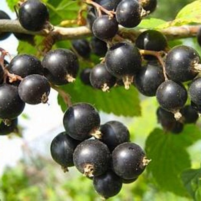 Смородина черная АЖУРНАЯ в Пскове