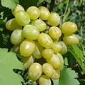 Виноград в Пскове