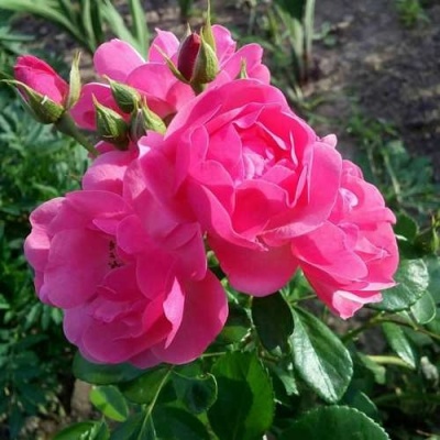 Роза АНГЕЛА флорибунда в Пскове