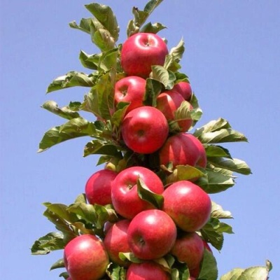 Яблоня СОЗВЕЗДИЕ колонновидная в Пскове