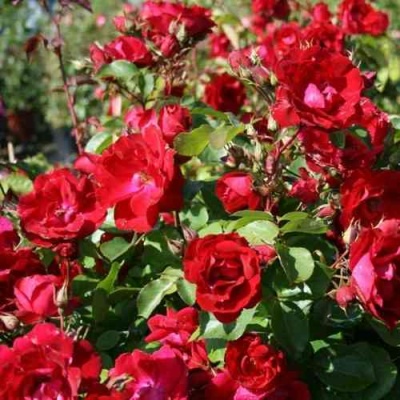 Роза ЧАМПЛЕЙН флорибунда в Пскове