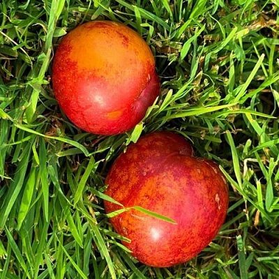 Шарафуга НЕКТАРИННАЯ в Пскове