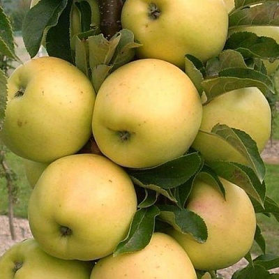 Яблоня МЕДОК колонновидная в Пскове