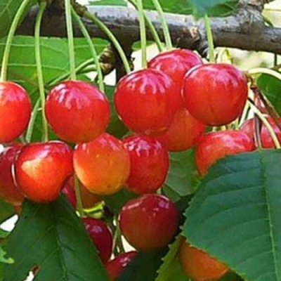 Черешня ДОНЧАНКА в Пскове