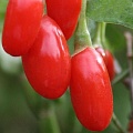 Годжи (чудо-ягода) в Пскове