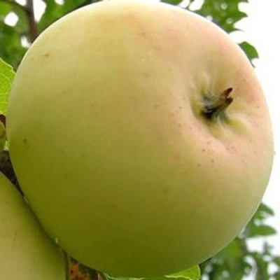 Яблоня БАНАНОВОЕ в Пскове