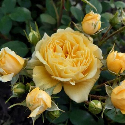 Роза флорибунда в Пскове