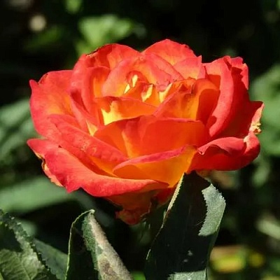 Роза ЛИНА чайно-гибридная  в Пскове