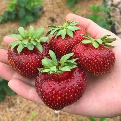 Клубника МАЛЬВИНА в Пскове
