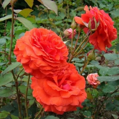 Роза АНЖЕЛИКА чайно-гибридная  в Пскове