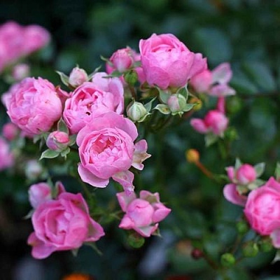 Роза полиантовая в Пскове