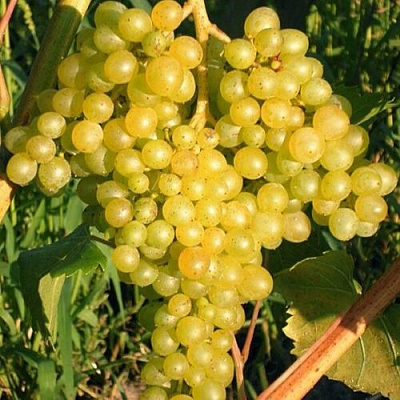 Желтый в Пскове