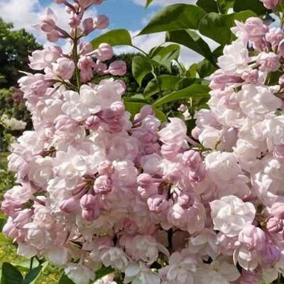 Сирень КРАСАВИЦА МОСКВЫ в Пскове