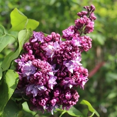 Сирень МАРШАЛ МАЛИНОВСКИЙ в Пскове