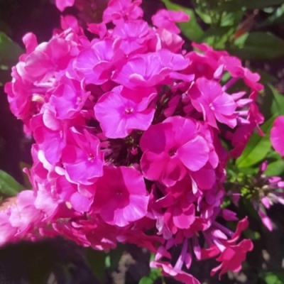 Флокс БАМБИНИ ДИЗАЙР метельчатый в Пскове