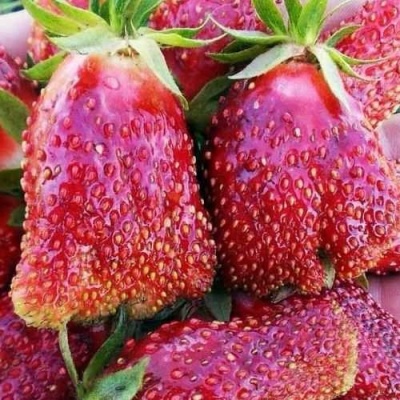 Клубника КУПЧИХА в Пскове