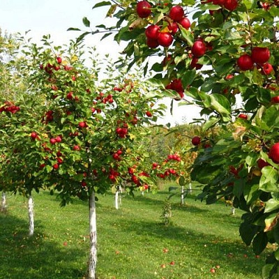 Плодовые деревья в Пскове