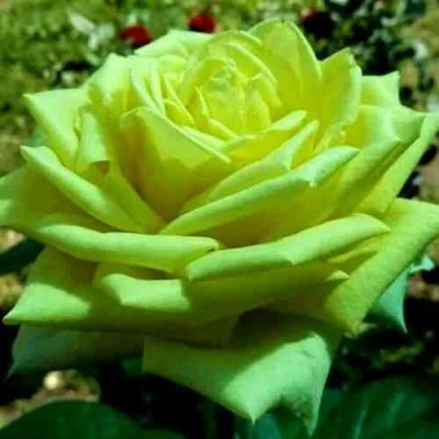 Роза АМАНДИНА чайно-гибридная  в Пскове
