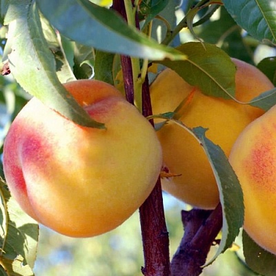 Персики в Пскове