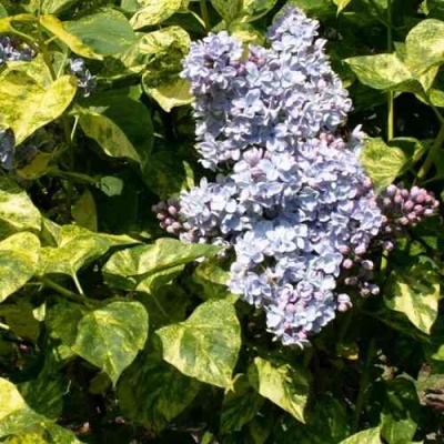 Сирень АУКУБАФОЛИЯ в Пскове