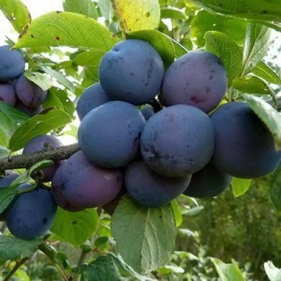 Слива КРОМАНЬ в Пскове