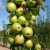 Яблоня БОЛЕРО колонновидная в Пскове