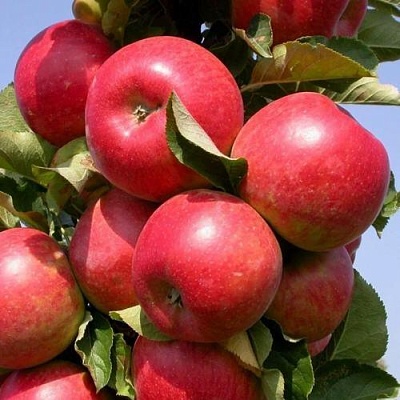 Яблоня ВАЛЮТА колонновидная в Пскове