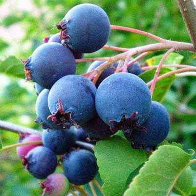 Ирга ПЕМБИНА в Пскове