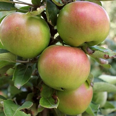 Яблоня ИКША колонновидная в Пскове