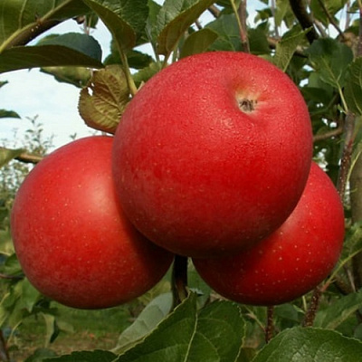 Яблоня БОГЕМИЯ в Пскове