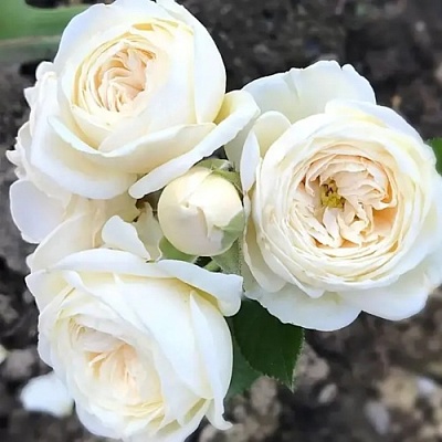 Роза АРТЕМИС шраб в Пскове