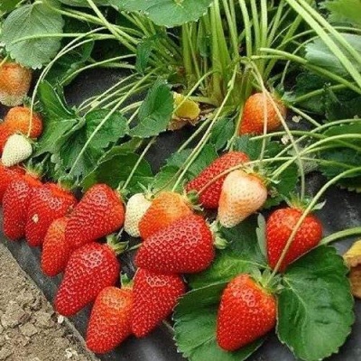 Клубника РОКСАНА в Пскове