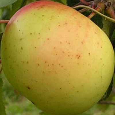 Яблоня БАНАНОВОЕ в Пскове