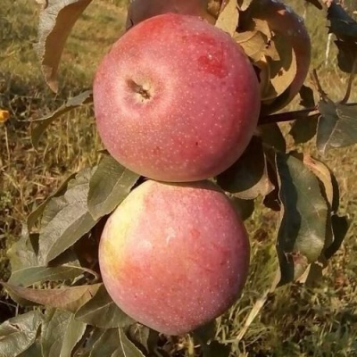 Яблоня АКСАМИТ в Пскове