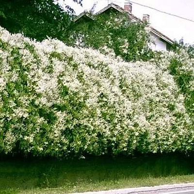 Фаллопия в Пскове
