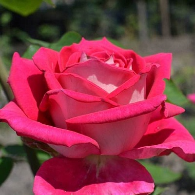Чайно-гибридная роза в Пскове
