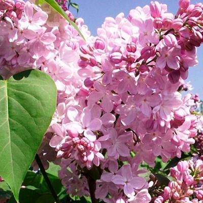 Сирень АДЕЛИНА в Пскове