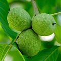 Орехи в Пскове