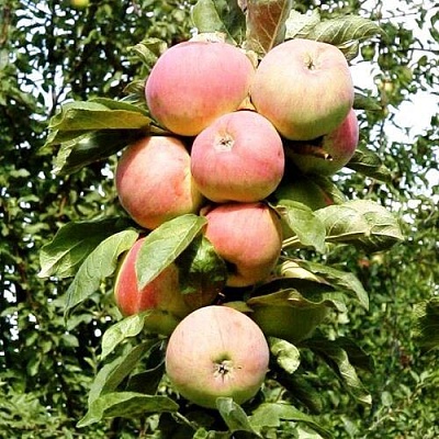 Яблоня АСЯ колонновидная в Пскове