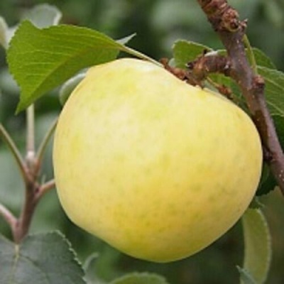 Яблоня МЕДОК колонновидная в Пскове
