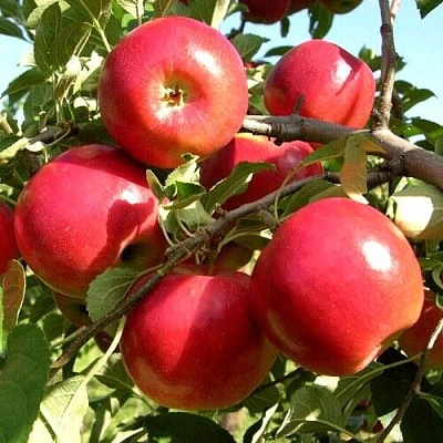Яблоня МОДИ в Пскове