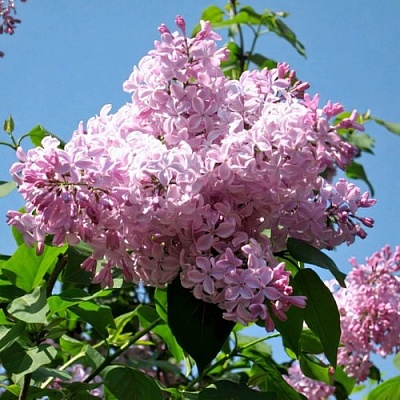 Сирень БУФФОН в Пскове