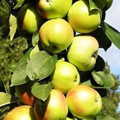 Яблоня БОЛЕРО колонновидная в Пскове